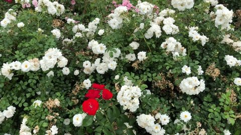 Bush with white roses bloom in spring