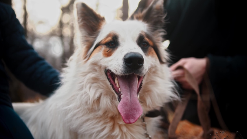Two young men petting dog in autumn park