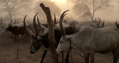 

SOUTH SUDAN-February 13 2020: an unidentified  Tribe People on Dinka cattle camps in South Sudan.The Dinka are one of the most prominent cattle-herding tribes.

