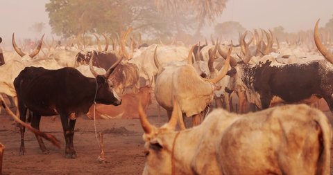 

SOUTH SUDAN-February 13 2020: an unidentified  Tribe People on Dinka cattle camps in South Sudan.The Dinka are one of the most prominent cattle-herding tribes.

