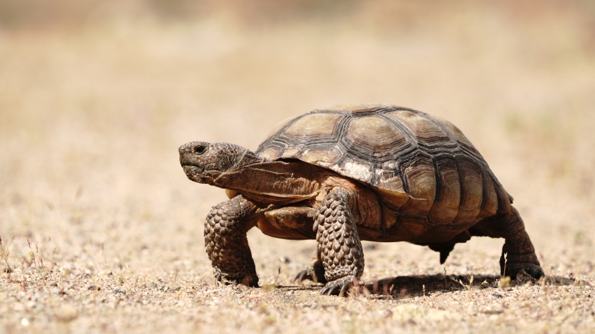 Desert tortoise in Mojave Desert walking in a sand area. Camera is on the floor holding a close up of this endangered animal.  | Shutterstock HD Video #1051834924