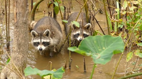 Two raccoons are curious of the camera in shallow swamp water. 