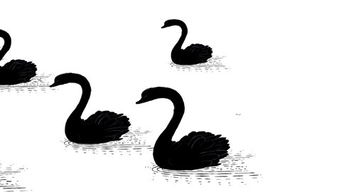 Black swans. Economy symbol of unpredictable event. Something rare. Cartoon animation of question marks transforming into a rare birds. Usefor for business explaining materials.