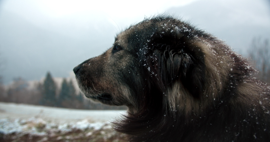A big furry dog looking around an alpine valley while snow is falling