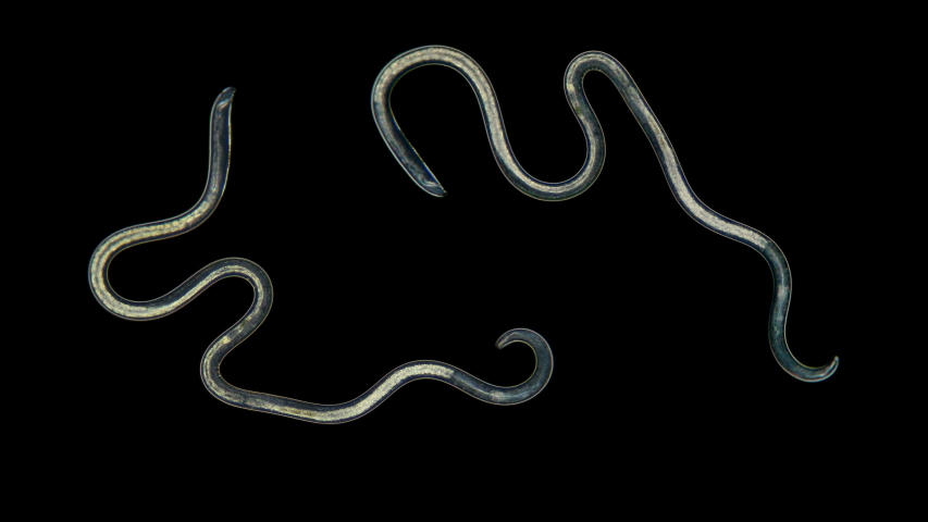 A nematoda worm under a microscope, there are free-living, commensals and parasites, known human parasites among roundworms: roundworms, pinworms, trichinella Royalty-Free Stock Footage #1051844329