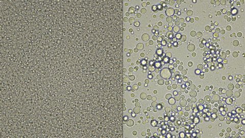 Milk under a microscope,on the video on the left, from the store that was processed - pasteurization, and on the right is fresh rustic - there is a noticeable difference in the composition of useful