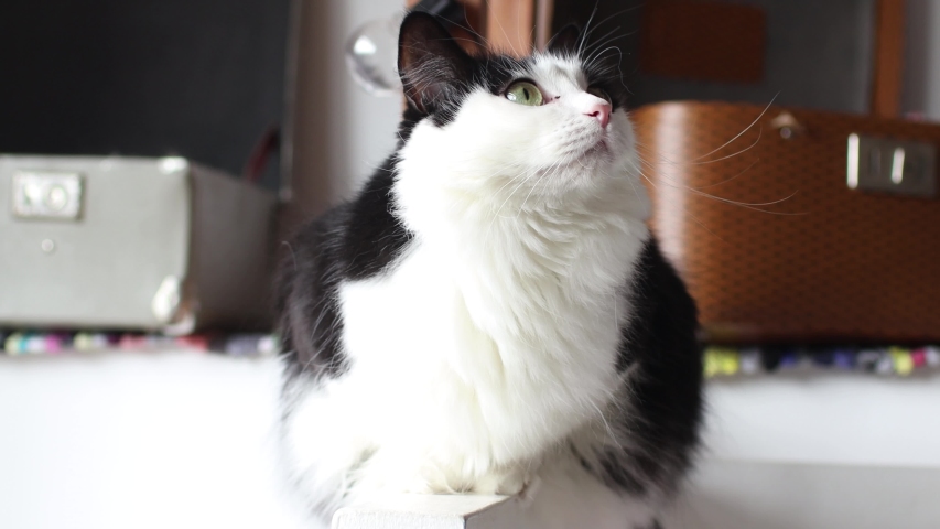 Very funny cat laughing of the close up.