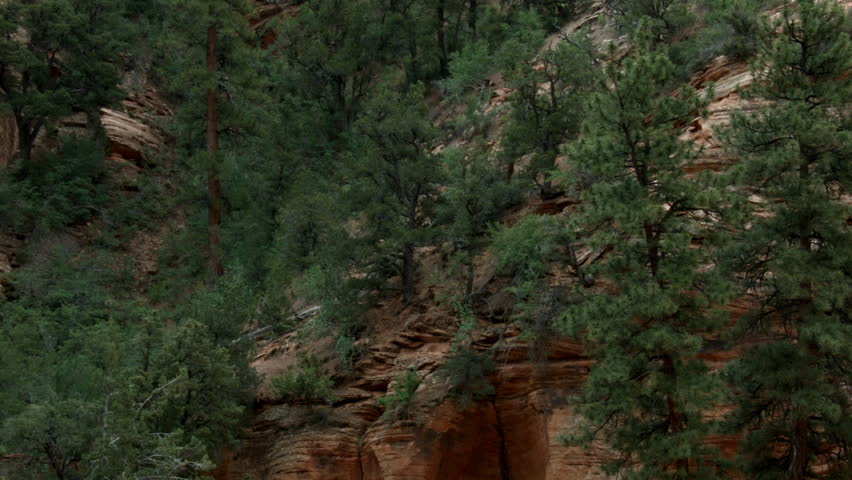 MASSIVE WHITE GRANITE MOUNTAINS LOOK DOWN ON THE GREEN VALLEY BELOW.  CONTRASTING ROCK FORMATIONS ARE THE BACKGROUND OF A VALLEY FILLED WITH MATURE PINE TREES.  FROM ZION NATIONAL PARK, UTAH.