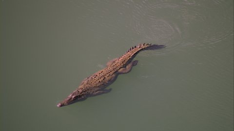 Camera aerial view moving away from a giant caiman that swims over the Chagres River