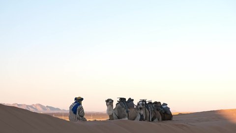 Merzouga / Morocco - 12 19 2018: Merzouga Sahara Desert Morocco - December 19, 2018: Young Tuareg man in Sahara desert leads the camel trek taken by the tourists at sunrise. Merzouga, Morocco.
