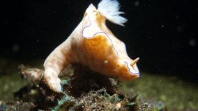 A nudibranch during a night dive.