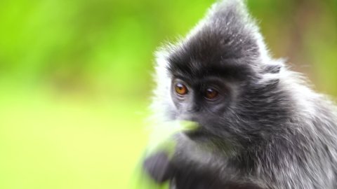 The silvery lutung, Trachypithecus cristatus, also known as the silvered leaf monkey or the silvery langur monkey. It is arboreal, living in coastal, mangrove, and riverine forests in Borneo, Malaysia
