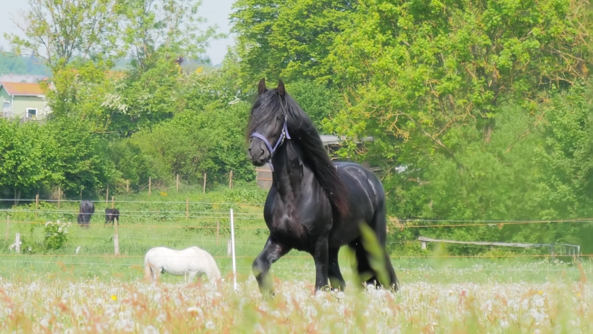 Black Horse running in high grass, long mane and horsetail, grass background