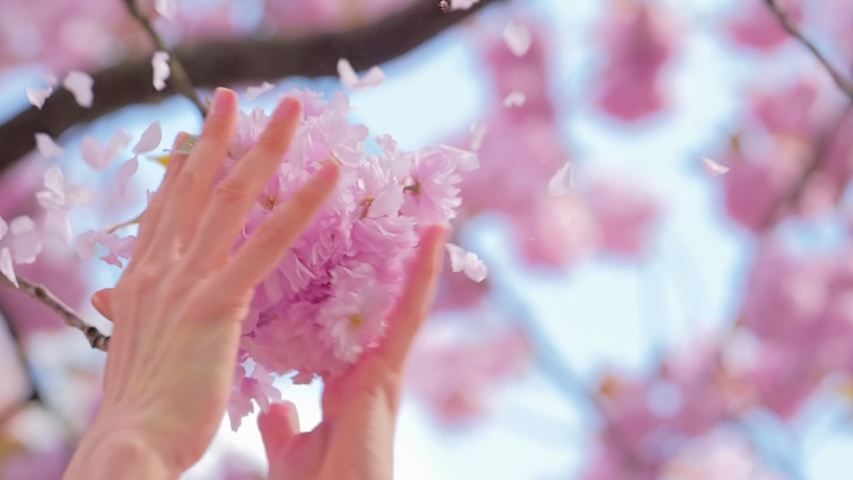 Sakura flowers blossom, petals flying in the wind, beautiful spring trees Royalty-Free Stock Footage #1051891582