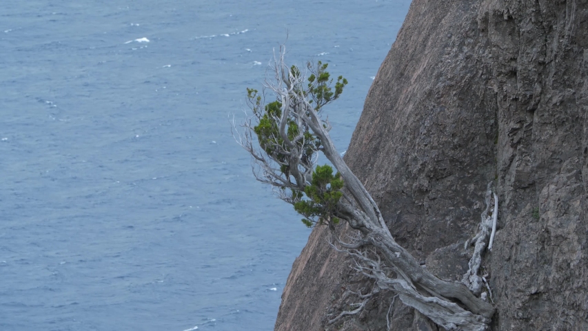 A cypress tree living on a rock cliff | Shutterstock HD Video #1051901968