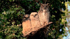 Great horned owl video clip in 4k