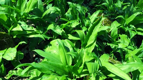Close view of fresh green herbs leaves. Wild plant bearsgarlic hidden in forest. Harvesting of important spicy smell herb full of vitamins.