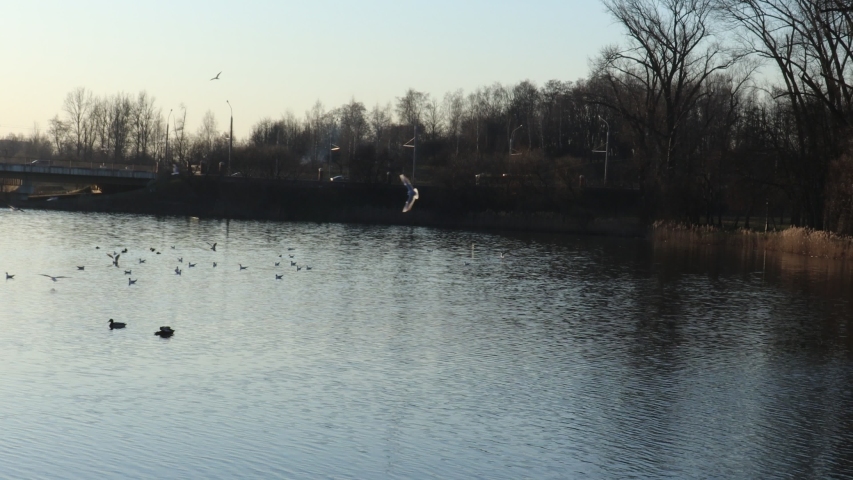 lots of birds in belarusian lake