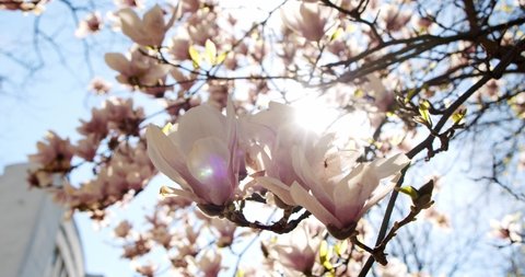 Close up Blooming white magnolia tree under blue sky. Spring magnolia flowers in the wind with sun rays.