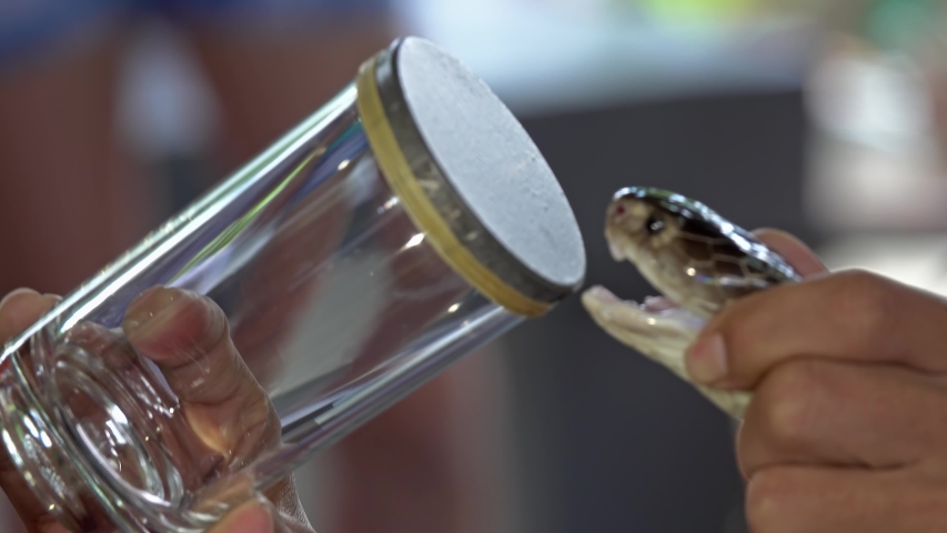 Demonstration of King Cobra snake bite a glass and poisoning by experts, 4k Royalty-Free Stock Footage #1051929244