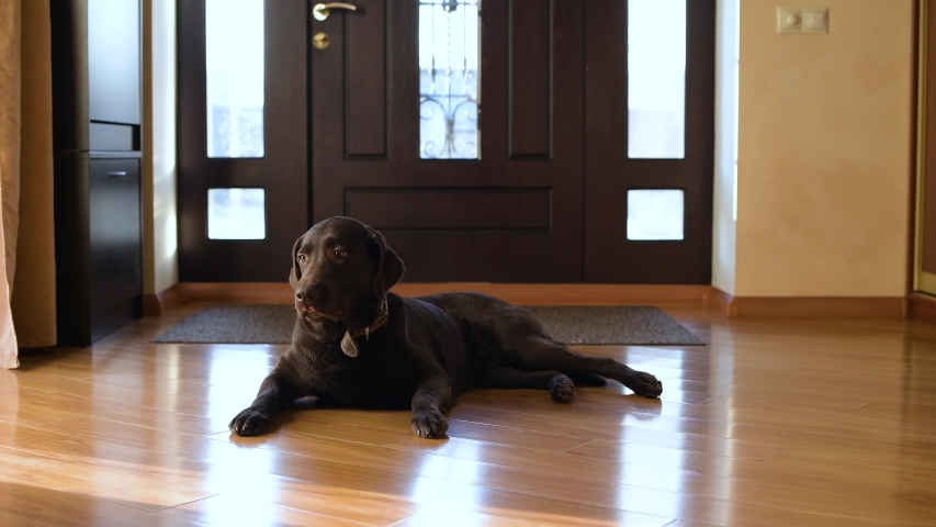 dog-laying-on-the-floor-image-free-stock-photo-public-domain-photo