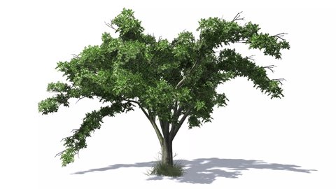 3d Animated American Elm Tree Wind Stock Footage Video (100% Royalty ...