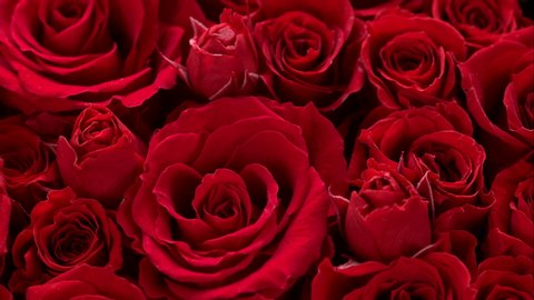 Close Red Roses Water Drops Stock Photo 546164428 | Shutterstock