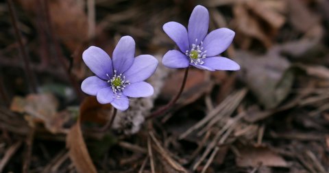 Common Hepatica or Anemone Hepatica, Blue Blossom Wild Flower. Violet Purple Hepatica Nobilis, First Spring Flower in the Blurred Background of Nature. Liverleaf, Liverwort, Ranunculaceae family 