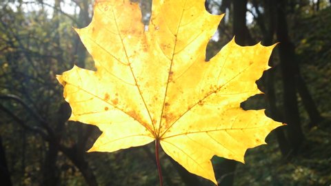 Yellow Maple Leaf In Backlight Sun. Perfect Autumn Background For Atmospheric Mood. The Leaf Shines Through the Sun