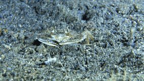 A crab buries in the sand. Underwater macro 4k video. Night diving in Tulamben, Bali, Indonesia.