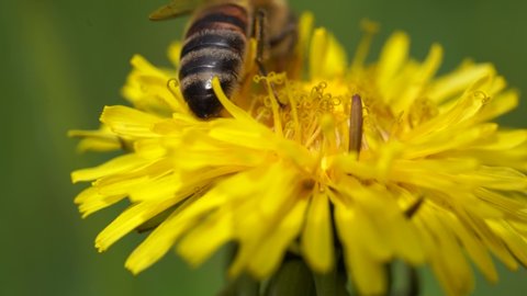 Yellow dandelions with a bee. Honey bee collecting nectar from dandelion flower. Close up flowers yellow dandelions.Bright dandelion flowers on the background of green spring meadows