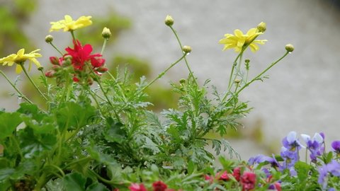Closeup of beautiful blooming colorful flowers like geraniums and yellow marguerite daisy in the rain in a flower box on a balcony. Seen in Germany in May.