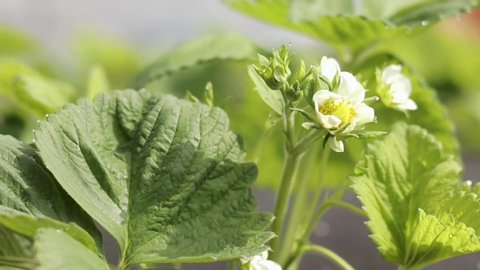 Beautiful strawberry flower in the early morning with dewdrops. Bees visit a white strawberry flower. Bushes with white flowers and a yellow middle, green leaves on moist soil. Organic fruit spring an