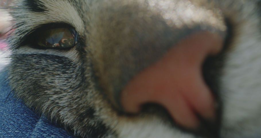 Close up shot of a cat