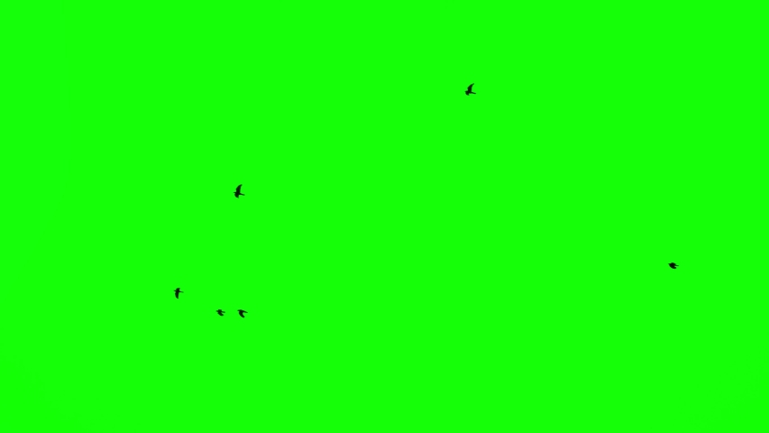 Clear on a green screen a flock of black birds flying high in the sky