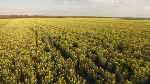 Creative aerial shot of canola rapeseed flower blooming in farmland at sunset. Fpv drone proximity flying authentic shot.
