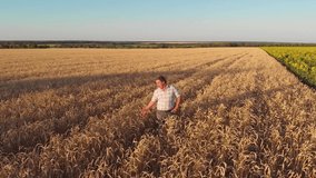 Aerial footage of a farmer standing in a wheat field.
