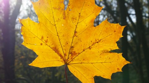 Yellow Maple Leaf In Backlight Sun. Perfect Autumn Background For Atmospheric Mood. The Leaf Shines Through the Sun