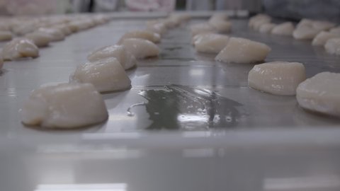 Process of producing frozen scallops for export in factory 