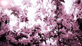 Delicate Pink Flowers Blossoming in Spring Garden Seasonal Video Footage