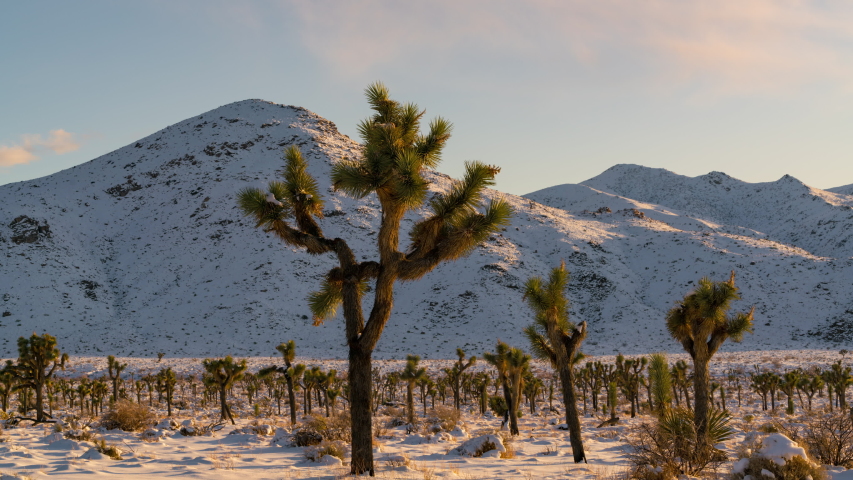 Time lapse telephoto shot of snow covered Joshua Tree in Mojave Desert, California 