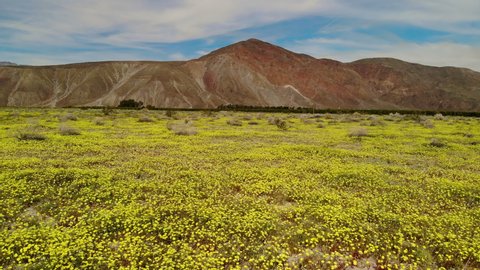 Cinematic aerial flyover of wildflowers super bloom at Anza Borrego Desert State Park in Southern California