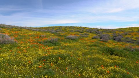 Cinematic aerial flyover of wildflower super bloom in Southern California 