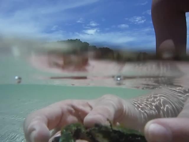playing with a blue crab under water