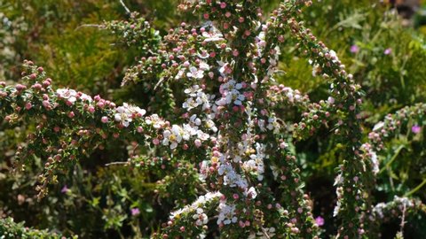 Bearberry cotoneaster Radicans white flower - Latin name - Cotoneaster dammeri Radicans. Gardening