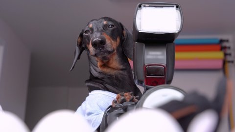 serious professional photographer dog dachshund photographs in photo studio with a large camera and flash.
