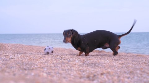 Adorable dachshund plays with little soccer ball on sandy beach. Lovely dog kicks and bites a toy, jumps, rakes sand and digs holes. Active walk in the fresh air with a pet along the sea coast