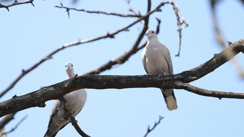two wild pigeons are sitting on a branch
