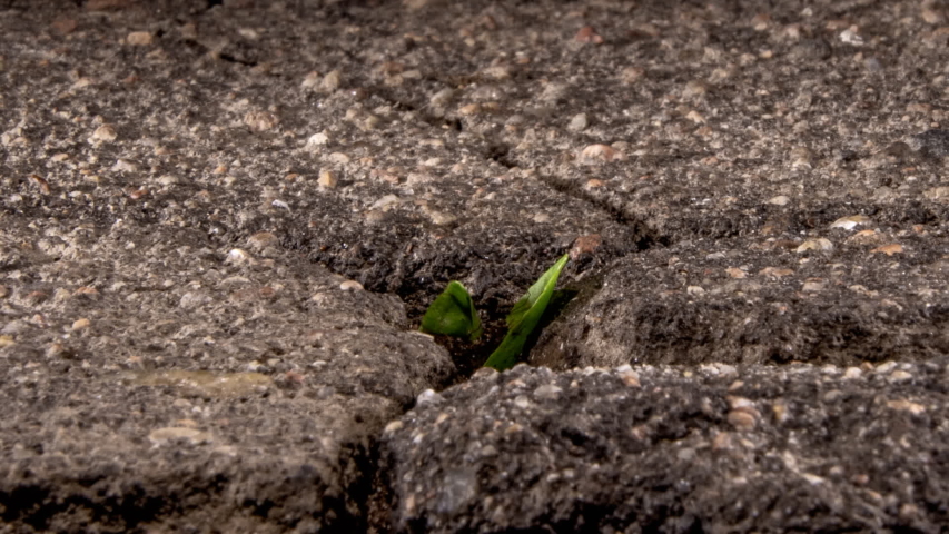 A green sprout breaks through the cracking asphalt, the life force of nature, time lapse. Royalty-Free Stock Footage #1051986763