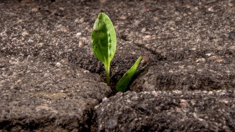 A green sprout breaks through the cracking asphalt, the life force of nature, time lapse.